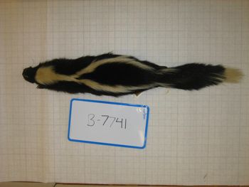 Media type: image;   Mammalogy BANGS-7741